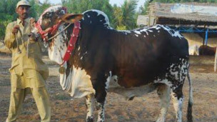 Name:  cow eid adha.jpg
Views: 334
Size:  25.3 KB