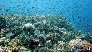 Name:  The Coral Sea is home to diverse wildlife, including sharks and tuna.jpg
Views: 253
Size:  24.5 KB