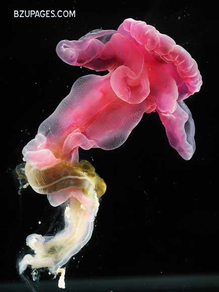 Name:  census-marine-life-aberdeen-purple-acorn-worm.jpg
Views: 1016
Size:  38.2 KB