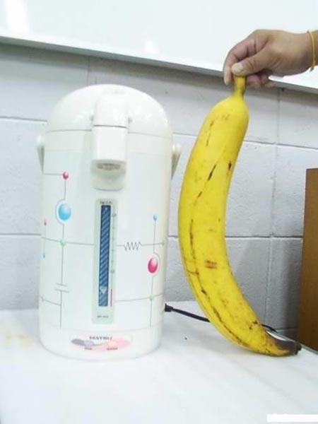 Name:  Largest Banana 2.jpg
Views: 4692
Size:  36.0 KB