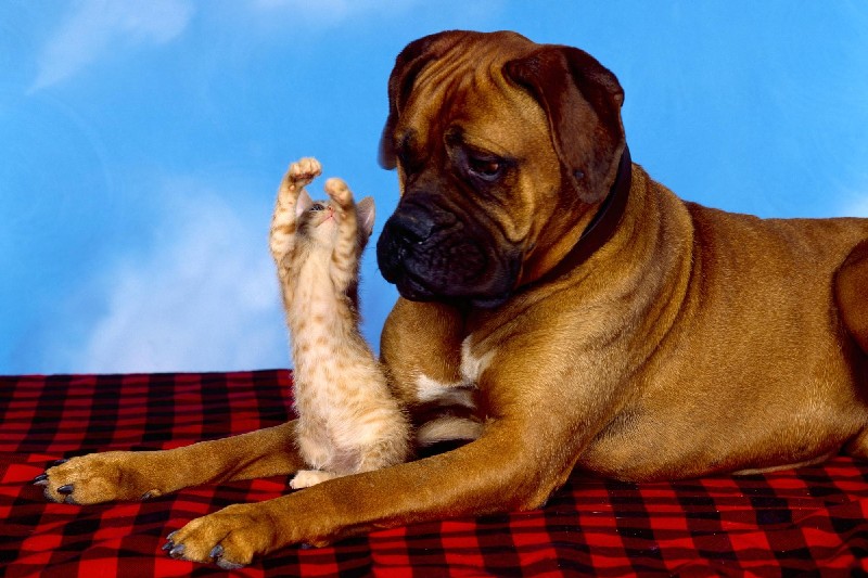cat-day-tall-tale-ron-kimball-studios.jpg