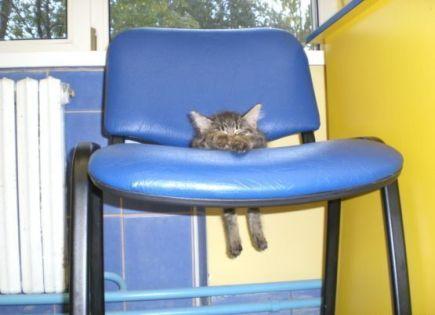 Name:  Cat 3.jpg
Views: 345
Size:  19.8 KB