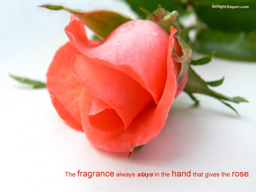 Name:  48105-hand-that-gives-the-rose.jpg
Views: 224
Size:  113.3 KB