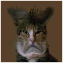 Name:  Mean_Cat.jpg
Views: 2566
Size:  12.2 KB