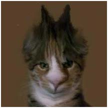 Name:  Horny_Cat.jpg
Views: 540
Size:  11.7 KB