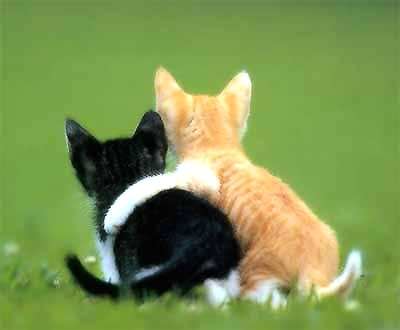 Name:  cats-in-love.jpg
Views: 550
Size:  8.8 KB