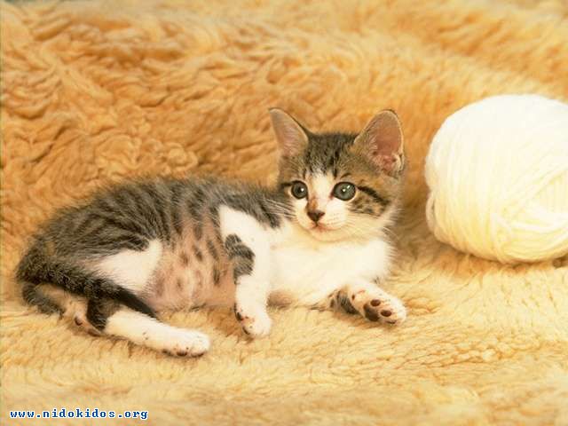 Name:  1.jpg
Views: 847
Size:  46.5 KB