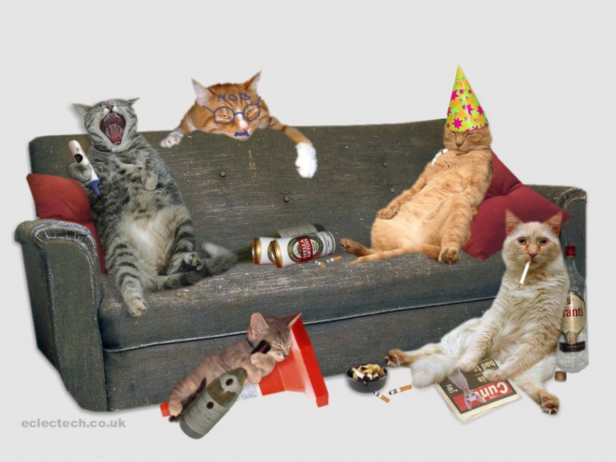Name:  drunkcatwallpaper.jpg
Views: 831
Size:  157.0 KB