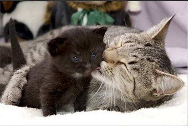 Name:  kitten_kissing.jpg
Views: 1817
Size:  35.5 KB