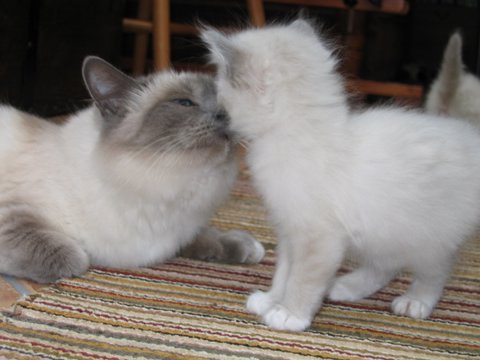 Name:  kissing%20mum.jpg
Views: 755
Size:  31.9 KB