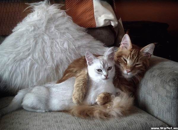 Name:  cat%20love.jpg
Views: 1559
Size:  55.2 KB