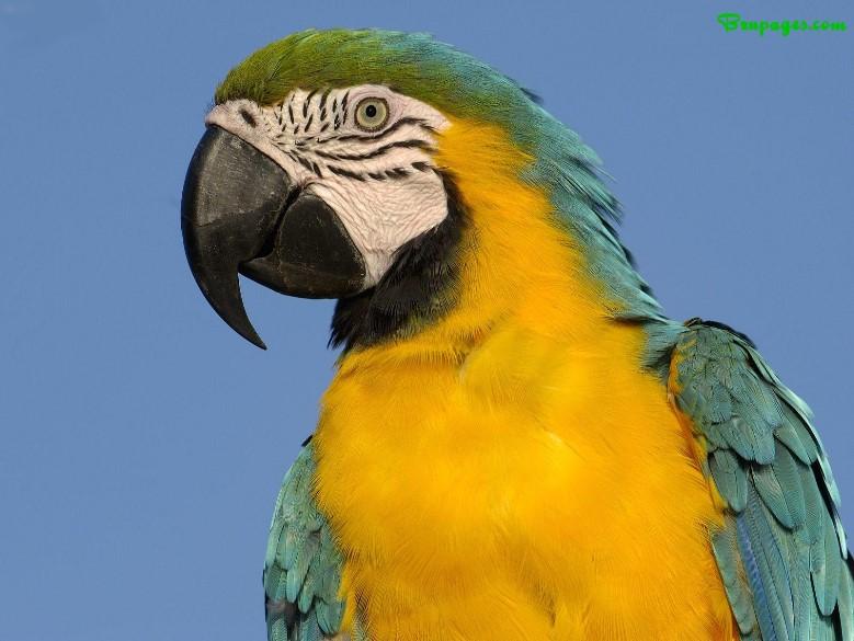 Name:  parrot sky.jpg
Views: 1435
Size:  51.1 KB