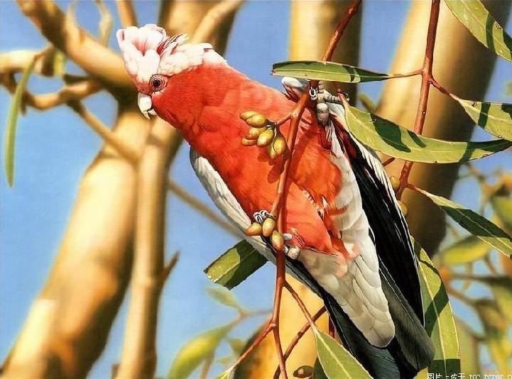 Name:  tooota.jpg
Views: 1260
Size:  68.3 KB