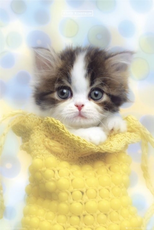 Name:  lgph0223+kitten-in-a-bag-keith-kimberlin-poster.jpg
Views: 373
Size:  69.8 KB
