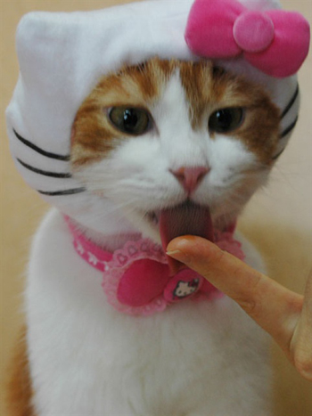 Name:  hello-kitty-cat.jpg
Views: 409
Size:  87.0 KB