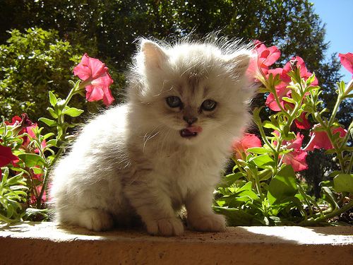 Name:  fuzzy-sweet-kitten-2.jpg
Views: 355
Size:  57.8 KB
