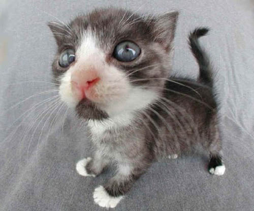 Name:  kitty-close-up.jpg
Views: 391
Size:  45.9 KB