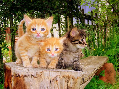 Name:  three-cute-kittens.jpg
Views: 414
Size:  65.7 KB