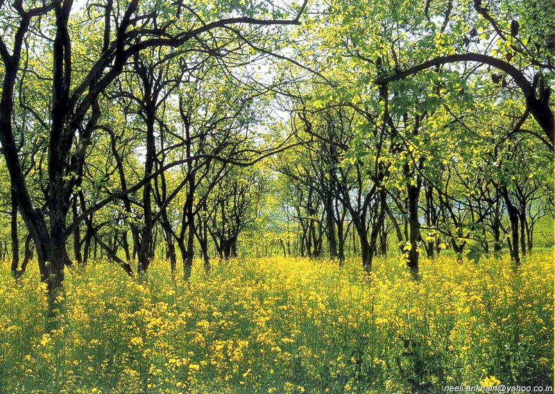 Name:  beautiful lake is located in Kaghan Valley .jpg
Views: 7654
Size:  255.2 KB