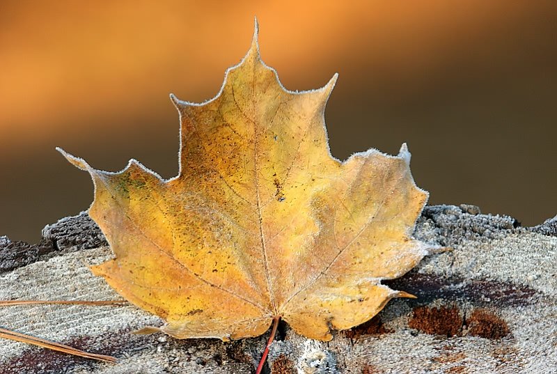 Name:  27042009030180300124082.jpg
Views: 314
Size:  114.4 KB