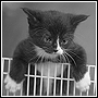 Animalcat