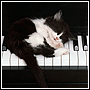 Animalcatklaver