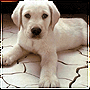 Animaldoog