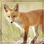 Animalfoks