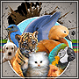 Animalpalju