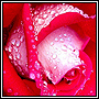 Roseonreed