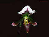 Paphiopedilum 229100