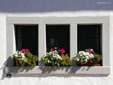 window flowers 160 973976