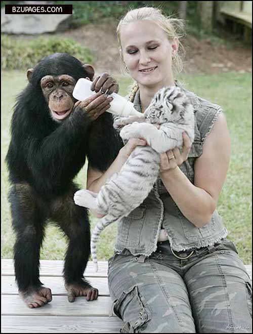 Monkey