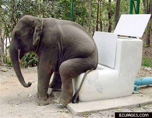 Wow WC OF Animal