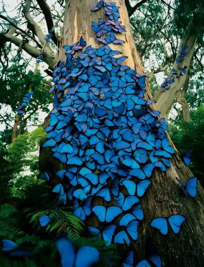 butter fly