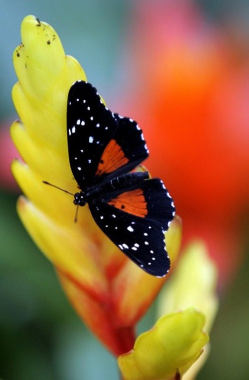 Exhibition of butterflies 007