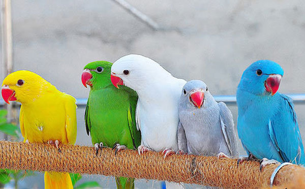 parrot