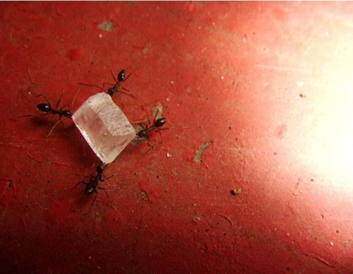 Ant