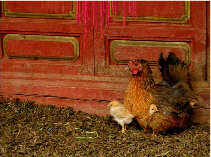 Hen and chicken