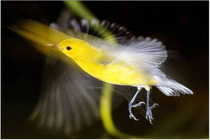 Yellow Bird