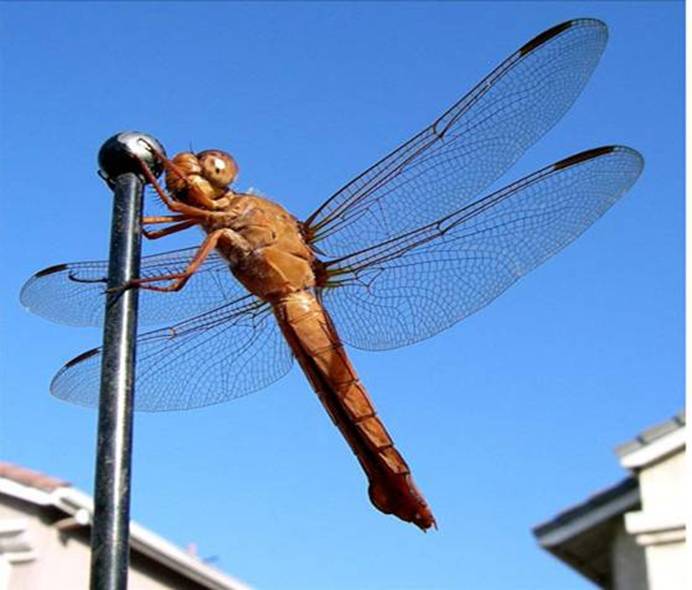 Fly
