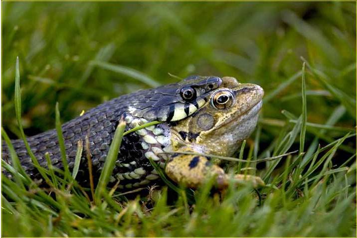 Snake and frog