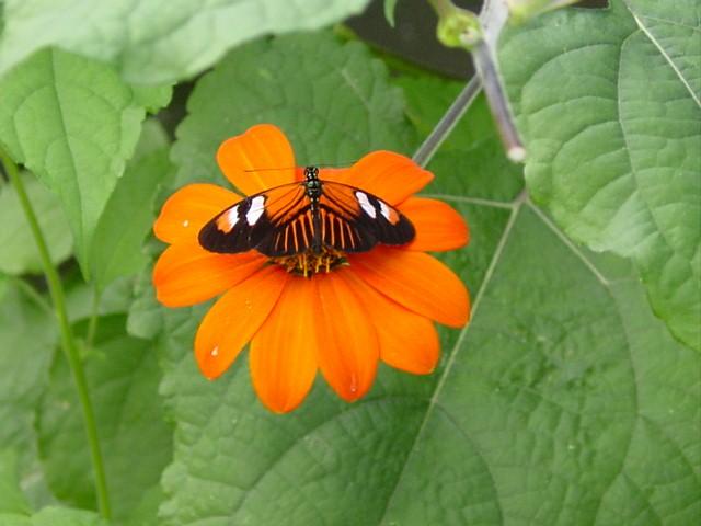 Butterfly 11