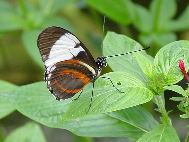 Butterfly 10