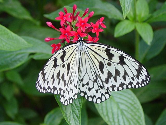 Butterfly 8