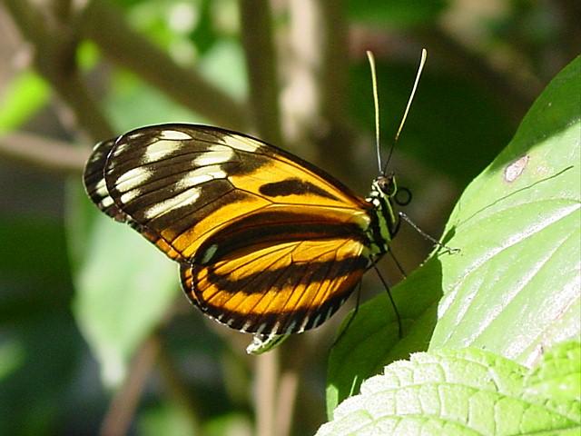 Butterfly 9
