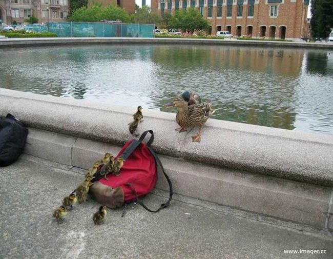 Bechari Ducks