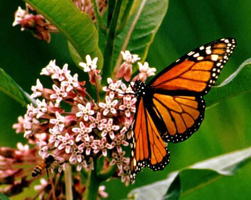 butterfly1