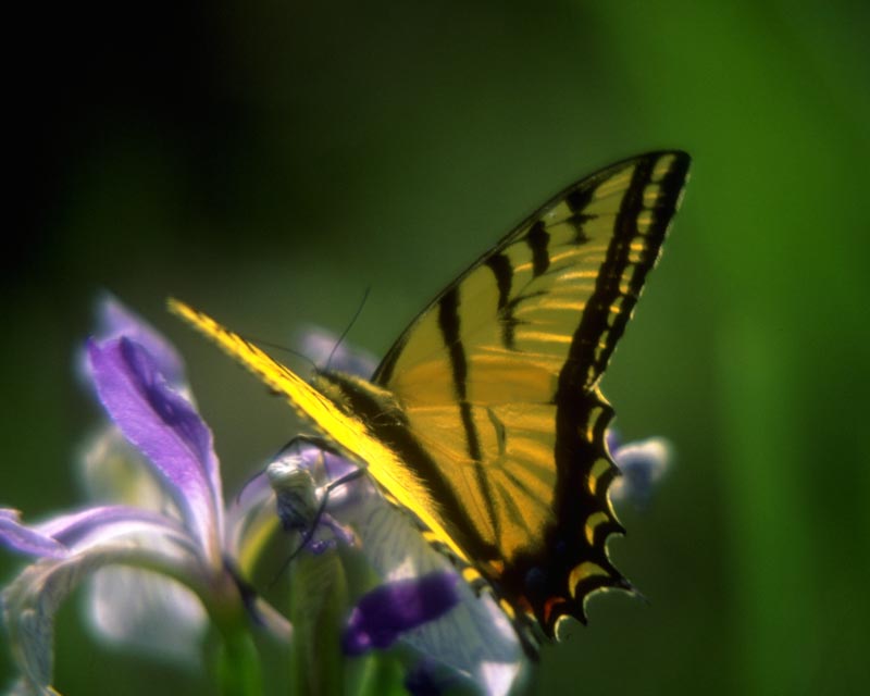 butterfly2