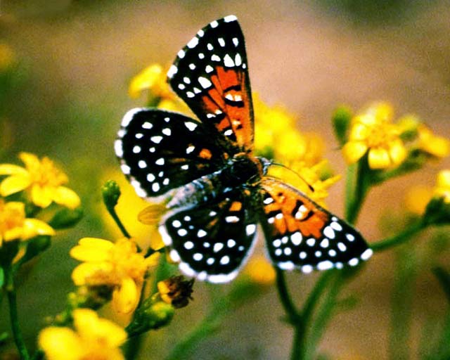 butterfly3
